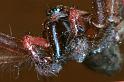 Tegenaria_parietina_RF0706_Z_85_Les Gris_Frankrijk